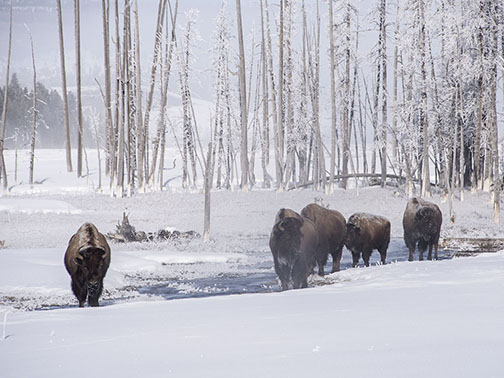 Bisons In River